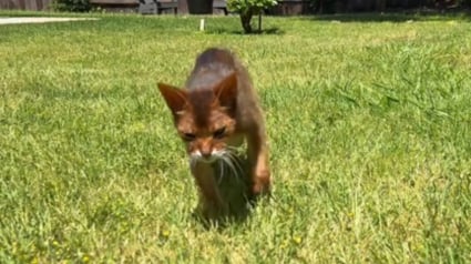 Illustration : La famille d'un chat de 24 ans est émue de le voir vivre un autre printemps et de profiter du soleil (vidéo)