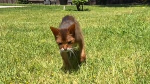 Illustration : "La famille d'un chat de 24 ans est émue de le voir vivre un autre printemps et de profiter du soleil (vidéo)"