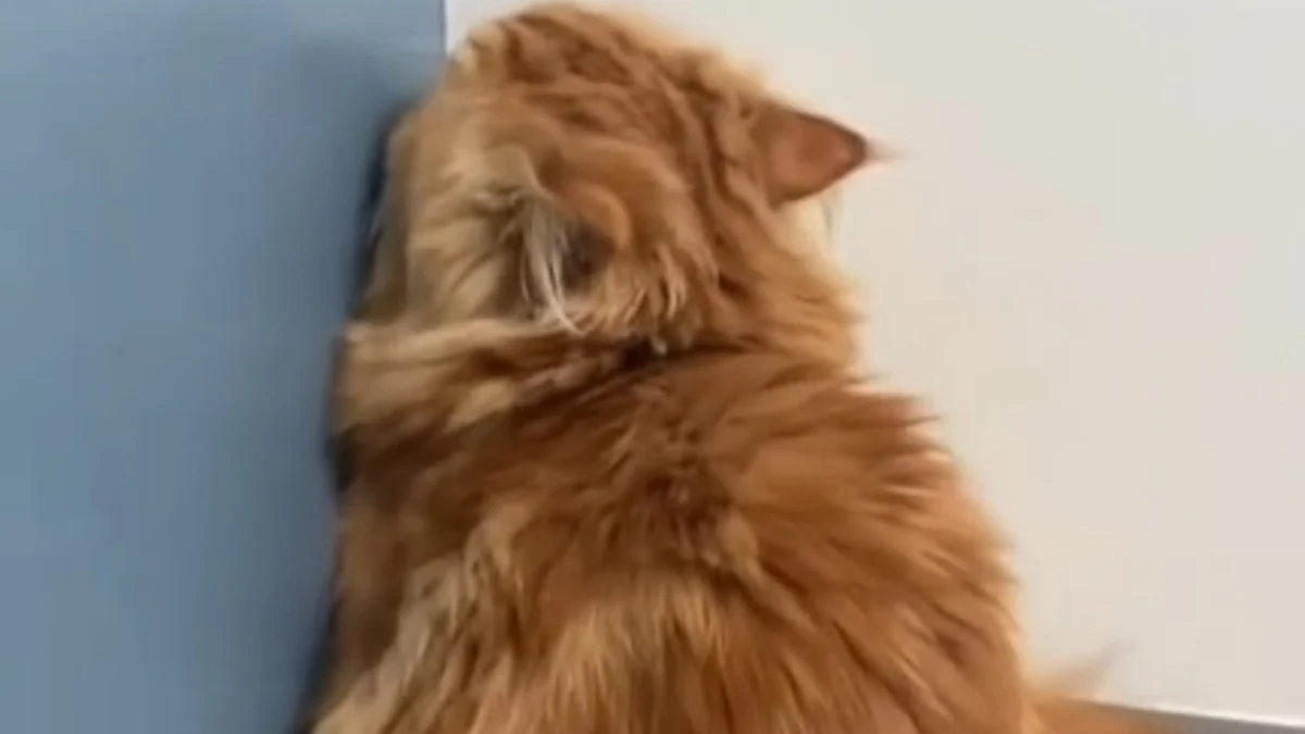 Illustration : "La tentative attendrissante d'un chat cherchant à être invisible pour éviter la consultation chez le vétérinaire (vidéo)"