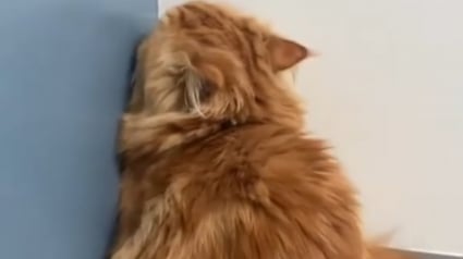 Illustration : La tentative attendrissante d'un chat cherchant à être invisible pour éviter la consultation chez le vétérinaire (vidéo)