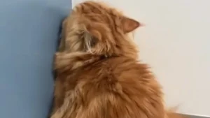 Illustration : "La tentative attendrissante d'un chat cherchant à être invisible pour éviter la consultation chez le vétérinaire (vidéo)"