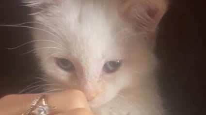 Illustration : Sur la route pour leur lune de miel, ce couple de jeunes mariés trouve un chaton abandonné et finit par l’adopter (vidéo)