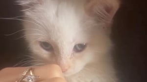 Illustration : "Sur la route pour leur lune de miel, ce couple de jeunes mariés trouve un chaton abandonné et finit par l’adopter (vidéo)"