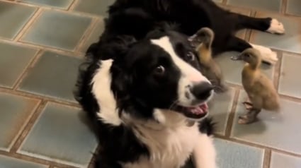 Illustration : Une chienne se prend d'affection pour 8 canetons et devient leur maman de substitution (vidéo)
