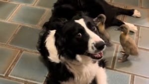 Illustration : "Une chienne se prend d'affection pour 8 canetons et devient leur maman de substitution (vidéo)"