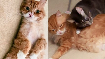 Illustration : Sauvé de la rue, un chat victime de négligences aide à son tour un autre félin à affronter l’adversité (vidéo)