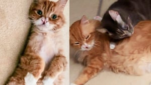 Illustration : "Sauvé de la rue, un chat victime de négligences aide à son tour un autre félin à affronter l’adversité (vidéo)"