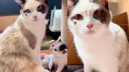 Illustration : Des miaulements amènent un passant jusqu’à une cachette dans un hangar abritant une famille de 7 chats