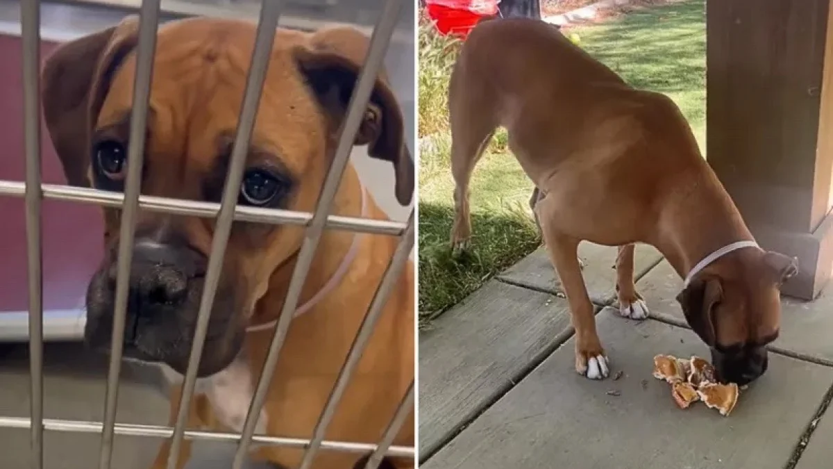 Illustration : "Revirement de situation pour cette chienne promise à l’euthanasie dont le destin a radicalement changé après une publication sur TikTok (vidéo)"