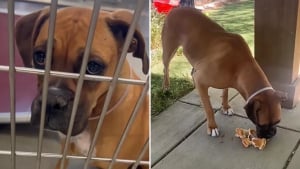 Illustration : "Revirement de situation pour cette chienne promise à l’euthanasie dont le destin a radicalement changé après une publication sur TikTok (vidéo)"