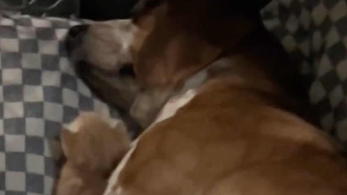 Illustration : "En deuil de ses chiots, cette maman Beagle retrouve goût à la vie grâce à un chaton abandonné (vidéo)"
