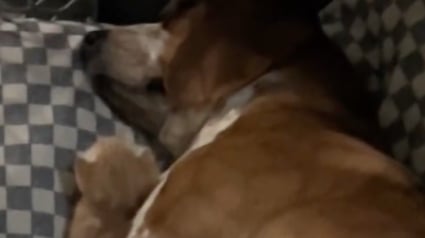 Illustration : En deuil de ses chiots, cette maman Beagle retrouve goût à la vie grâce à un chaton abandonné (vidéo)