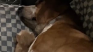 Illustration : "En deuil de ses chiots, cette maman Beagle retrouve goût à la vie grâce à un chaton abandonné (vidéo)"