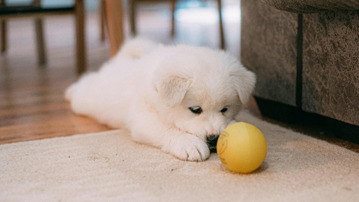 Illustration : "9 choses à faire pour bien préparer l’arrivée de son tout premier chien"
