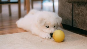 Illustration : 9 choses à faire pour bien préparer l’arrivée de son tout premier chien