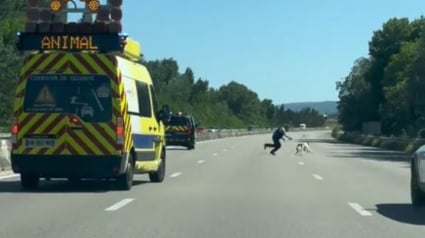 Illustration : Après avoir pris tous les risques pour sauver un chien en danger sur une autoroute, un gendarme livre son témoignage 10 jours après (vidéo)