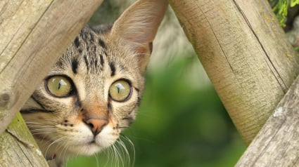 Illustration : Ses deux chats ont été visés par des plombs, un habitant sonne l’alarme dans son quartier à propos de tirs de carabine
