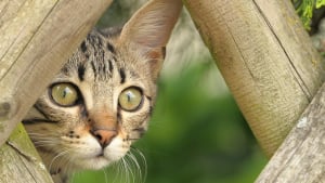 Illustration : Ses deux chats ont été visés par des plombs, un habitant sonne l’alarme dans son quartier à propos de tirs de carabine