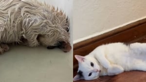 Illustration : "La renaissance d’un chat couvert d’huile, qui a pris la meilleure des revanches sur la vie (vidéo) "