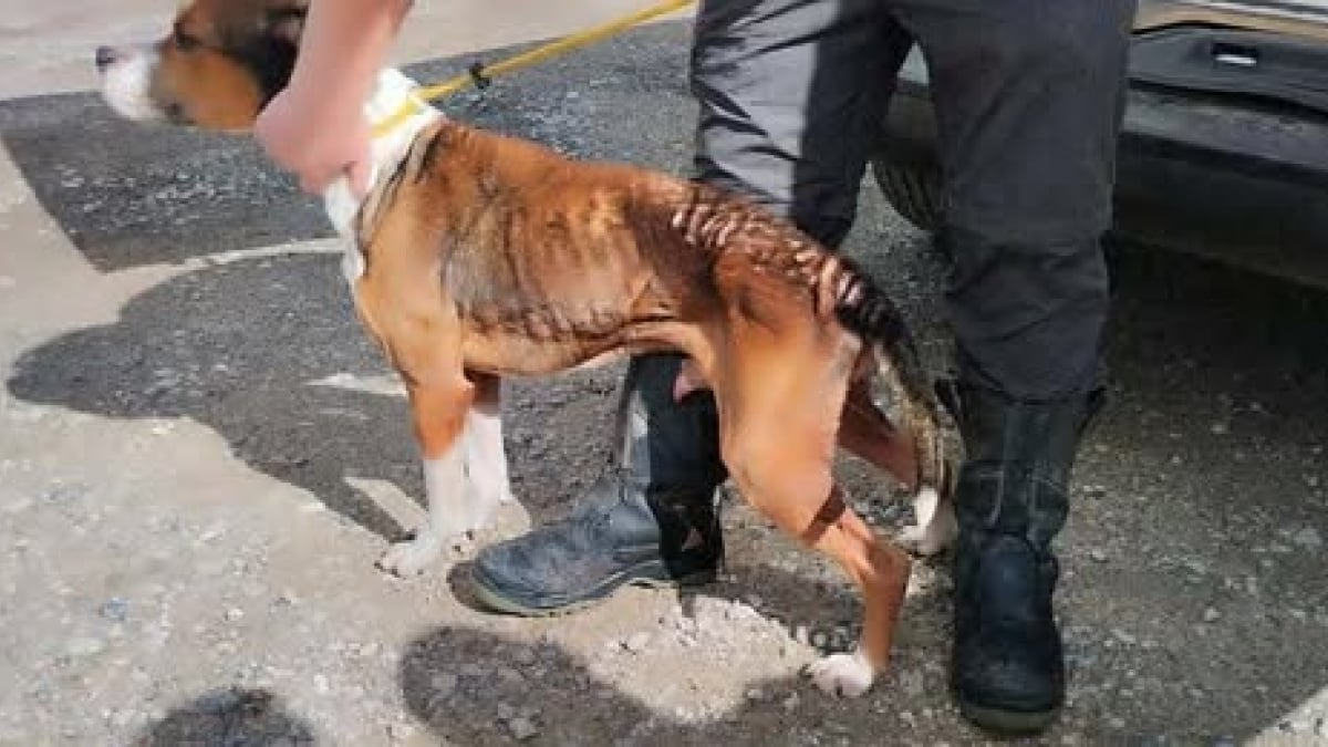 Illustration : "Un an après son sauvetage, ce chien ayant connu l’enfer a la certitude qu’il ne reverra plus son bourreau "