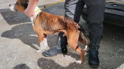 Illustration : Un an après son sauvetage, ce chien ayant connu l’enfer a la certitude qu’il ne reverra plus son bourreau 