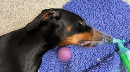 Illustration : Trop excité par le jeu, un chien avale sa balle préférée, mais son maître le sauve de l'étouffement à temps
