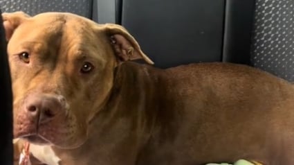 Illustration : Une chienne devient triste en pensant que sa mère d'accueil la ramène au refuge sans se douter qu'elle ne la quittera plus jamais (vidéo)