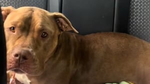 Illustration : "Une chienne devient triste en pensant que sa mère d'accueil la ramène au refuge sans se douter qu'elle ne la quittera plus jamais (vidéo)"