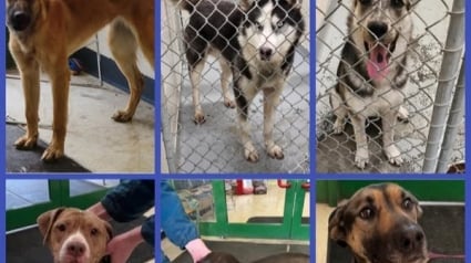 Illustration : Ne pouvant se résoudre à les abandonner, un refuge accueille 71 chiens saisis sur une seule propriété