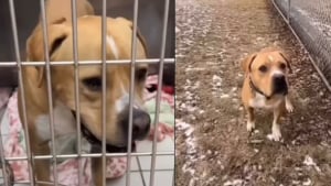 Illustration : "Alors qu’on lui avait promis de revenir, ce chien a attendu 372 jours avant de croiser une femme à la recherche d’un oublié comme lui (vidéo)"