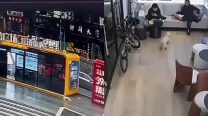 Illustration : Perdu dans une ville bondée, ce chien affolé suit une odeur familière jusqu’à retrouver celle qu’il n’a jamais cessé d’aimer (vidéo)