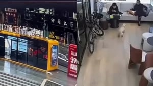 Illustration : "Perdu dans une ville bondée, ce chien affolé suit une odeur familière jusqu’à retrouver celle qu’il n’a jamais cessé d’aimer (vidéo)"