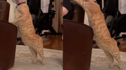 Illustration : Ce chat discret et timide a trouvé une adorable solution pour attirer l’attention de son maître (vidéo) 
