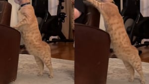 Illustration : "Ce chat discret et timide a trouvé une adorable solution pour attirer l’attention de son maître (vidéo) "