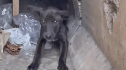Illustration : Coincée au fond d’un égout, cette chienne effrayée n’espérait plus rien jusqu’à l’arrivée de deux femmes prêtes à tout