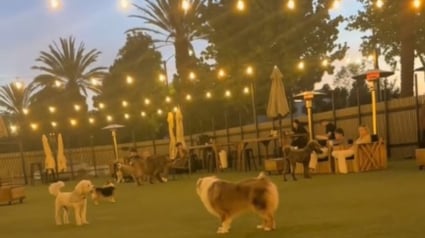 Illustration : Déçue d'être ignorée par ses congénères au parc, une chienne persévère et se fait enfin un ami (vidéo)