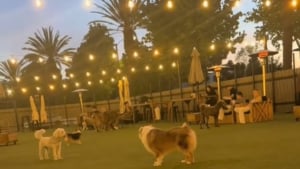 Illustration : "Déçue d'être ignorée par ses congénères au parc, une chienne persévère et se fait enfin un ami (vidéo)"