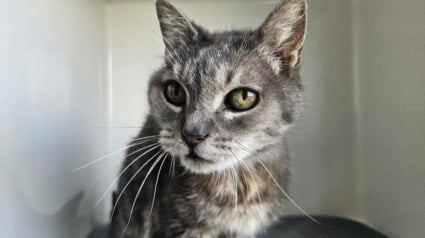 Illustration : Abandonné à 18 ans, Cenzo le “papi chat” attend une famille où passer une retraite heureuse
