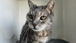 Illustration : "Abandonné à 18 ans, Cenzo le “papi chat” attend une famille où passer une retraite heureuse"