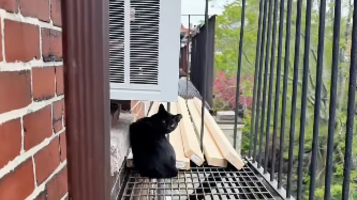 Illustration : "Ce chat miaulait de peur accroché à un escalier de secours à 15 mètres du sol, mais une femme a gravi les étages pour lui offrir une nouvelle vie (vidéo)"