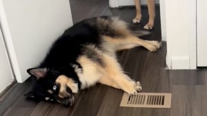 Illustration : "Son frère canin bloque le couloir pour l’embêter, cette chienne tente toutes les solutions pour passer mais il ne bouge pas d’un poil (vidéo)"
