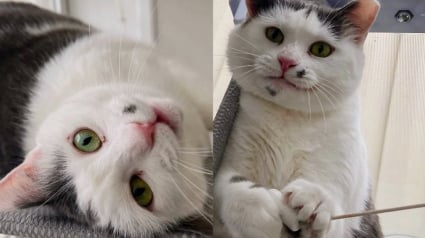 Illustration : Trouvée errante, cette chatte a transformé le quotidien d’une clinique vétérinaire pendant 1 an avant de trouver sa famille