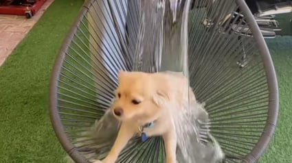Illustration : « Une pratique à bannir » : spécialistes et influenceurs attirent notre attention sur un défi TikTok qui peut mettre en grand danger nos compagnons canins (vidéo)