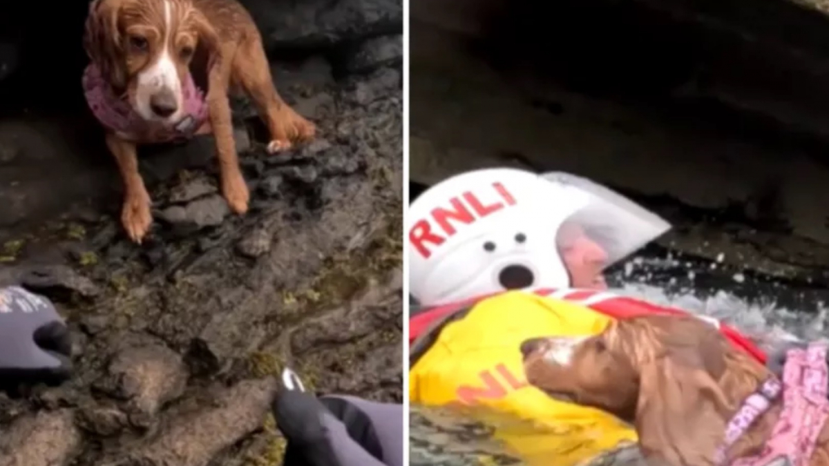 Illustration : "Des sauveteurs se démènent pour venir au secours d’une chienne piégée sur un morceau de falaise inaccessible (vidéo)"