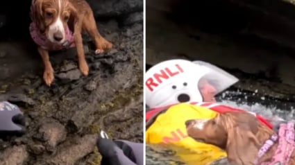 Illustration : Des sauveteurs se démènent pour venir au secours d’une chienne piégée sur un morceau de falaise inaccessible (vidéo)