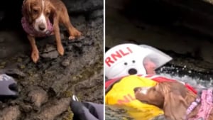 Illustration : Des sauveteurs se démènent pour venir au secours d’une chienne piégée sur un morceau de falaise inaccessible (vidéo)