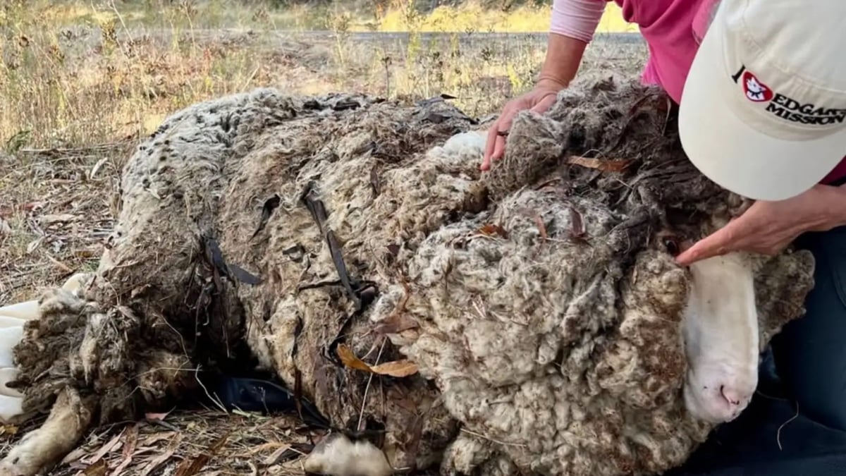 Illustration : "Recouvert de 40 kg de laine, ce mouton survivait en silence jusqu’à ce qu’un randonneur croise son regard"
