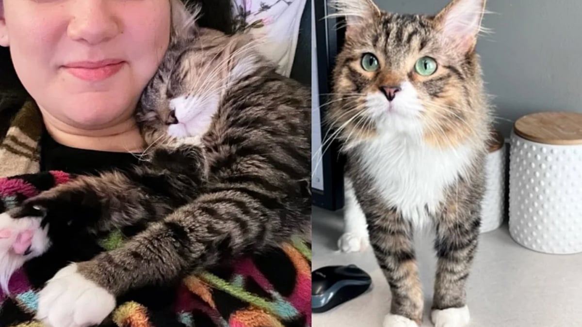 Illustration : "Cette mère d’accueil devait héberger un chat pour quelque temps et comprend qu’il est devenu un compagnon indispensable à sa vie "