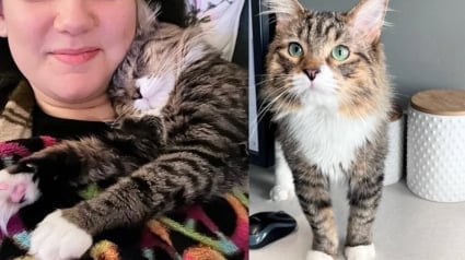Illustration : Cette mère d’accueil devait héberger un chat pour quelque temps et comprend qu’il est devenu un compagnon indispensable à sa vie 