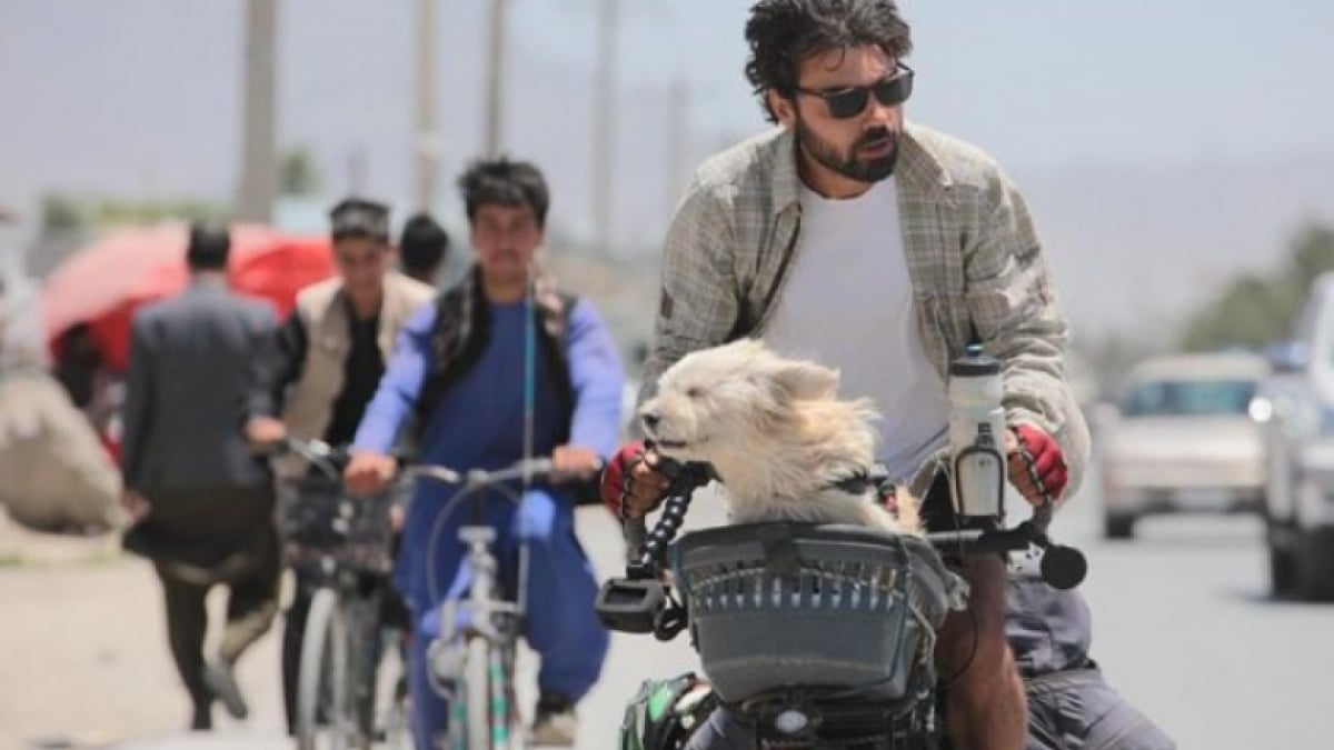 Illustration : "Parti à la découverte du monde en solo, cet homme fait la rencontre d’un chien blessé qu’il décide d’aider et d’adopter"